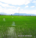 鄰家牛吃自家秧苗，因拒賠50村民向鄰居菜園投毒