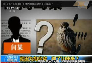 大學生抓鳥獲刑十年 “人不如鳥”孰真孰假？