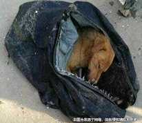 男子偷狗威脅狗主人反被撞死