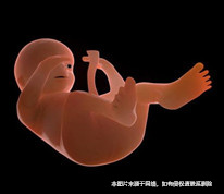 未出生胎兒的繼承權問題