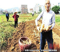 子女為爭田地和果樹，而不贍養年邁的父母
