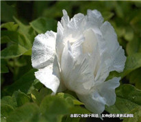 母親去世，舅舅和姨媽是否有權繼承遺產
