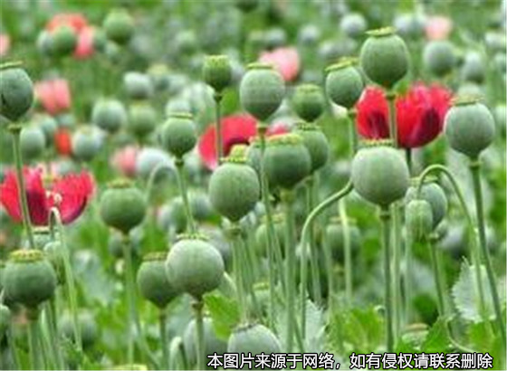 農婦為救女兒，輕信偏方種罌粟被判刑