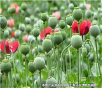 農婦為救女兒，輕信偏方種罌粟被判刑