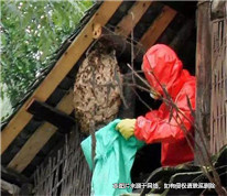 前人取蜂窩后人被馬蜂蜇死，前者是否需要承擔(dān)賠償責(zé)任？