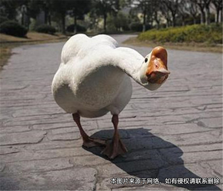 老人被酒店大鵝攻擊后受傷，酒店賠償五十多萬元