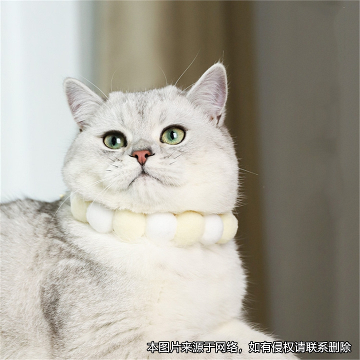 租房時約定可帶寵物入住，租客入住后收留流浪動物被房東起訴