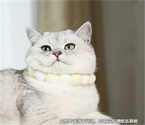 [上海房產律師]租房時約定可帶寵物入住，租客入住后收留流浪動物被房東起訴